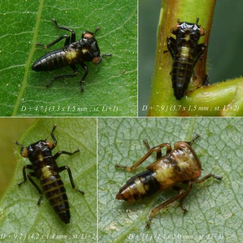 Réf. 224 216 : Rhytidodus decimusquartus